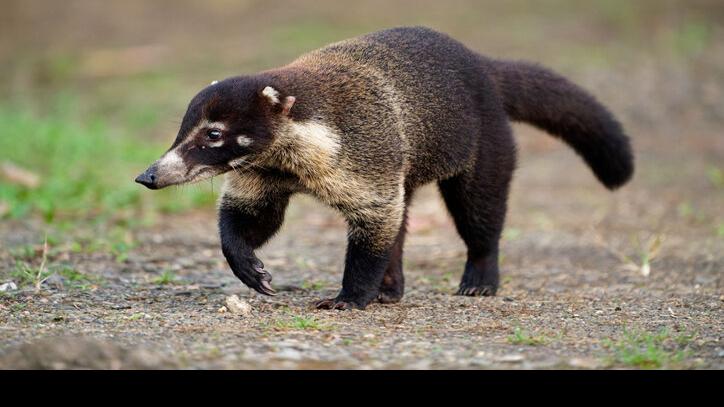 Coatimundi bites Tucson man who fed it, game officials say