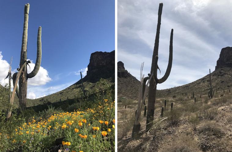 Wildflowers at Picacho Peak State Park