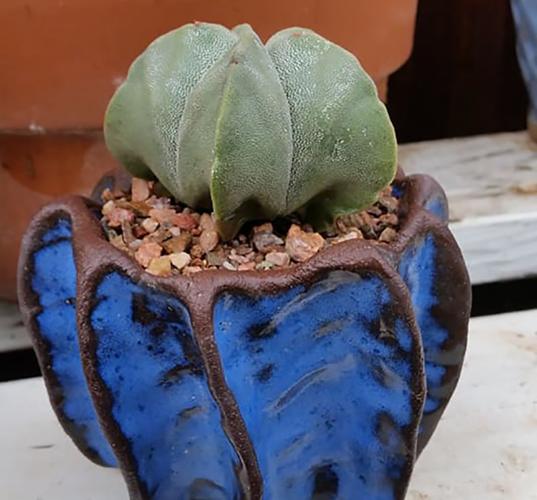 Arid Adaptions Nursery