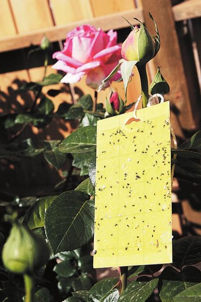 Time to watch for mites, aphids, thrips  