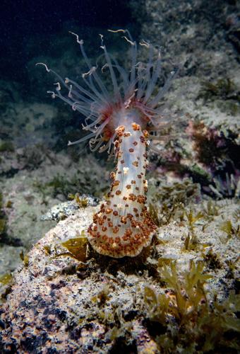 Night diving, San Carlos, Mex.