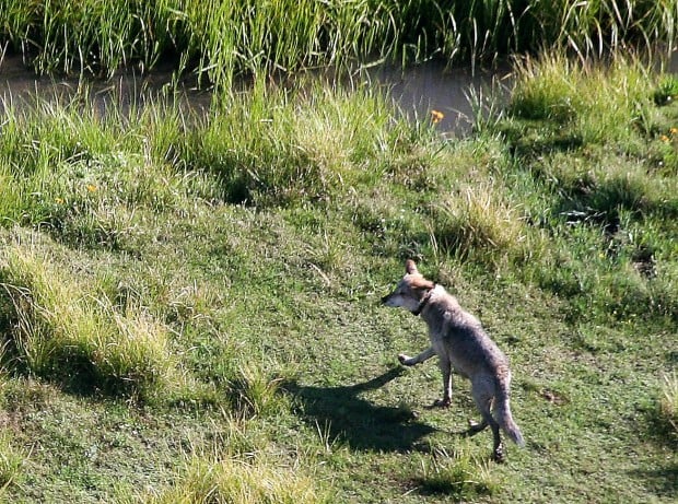 2 are dead, third missing from packs in Ariz., NM   