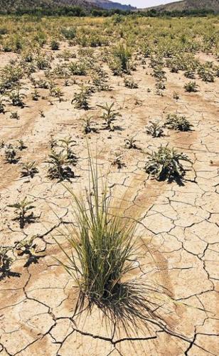 Cobra Ranch: An environmental godsend  