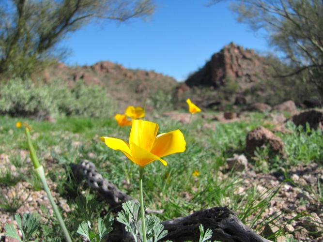 Poppies in bloom