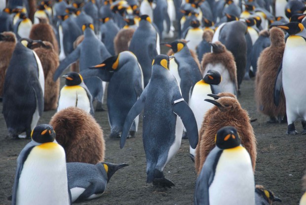 Penguin study may be harming them   