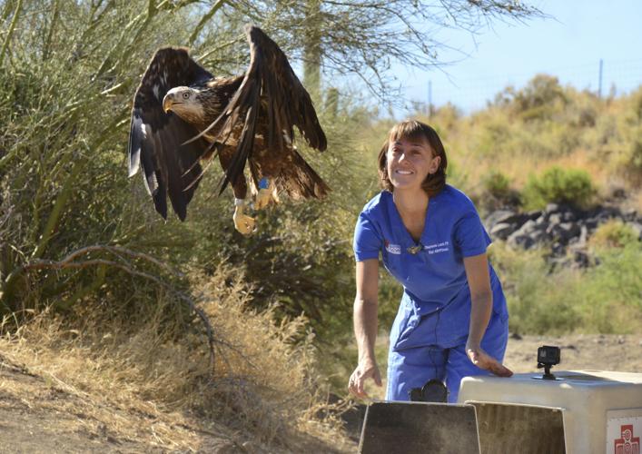 Injured Eagle Released