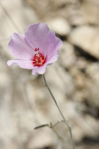 Southwest wildflowers