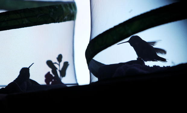 Wildlife rehabbers saving tiny lives