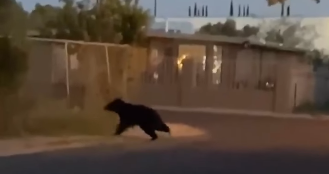 Black bear sighting Nogales