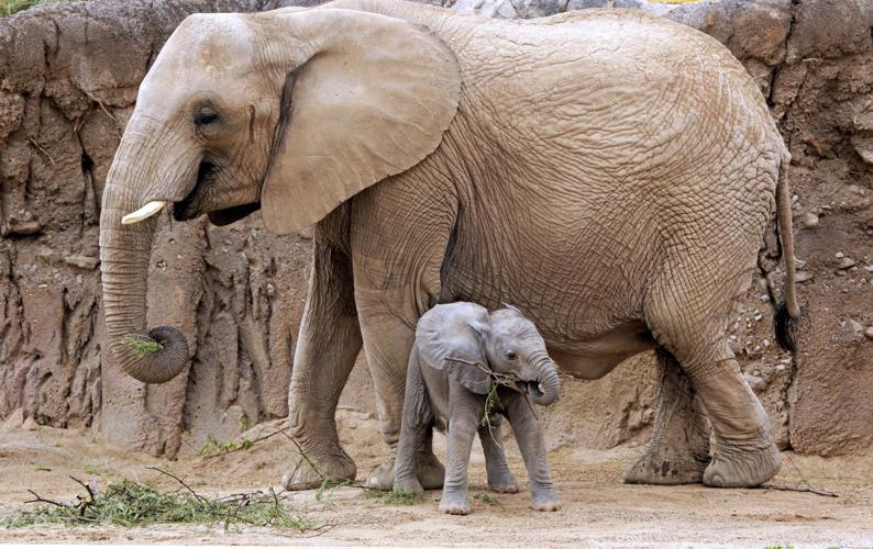 Baby elephant debut