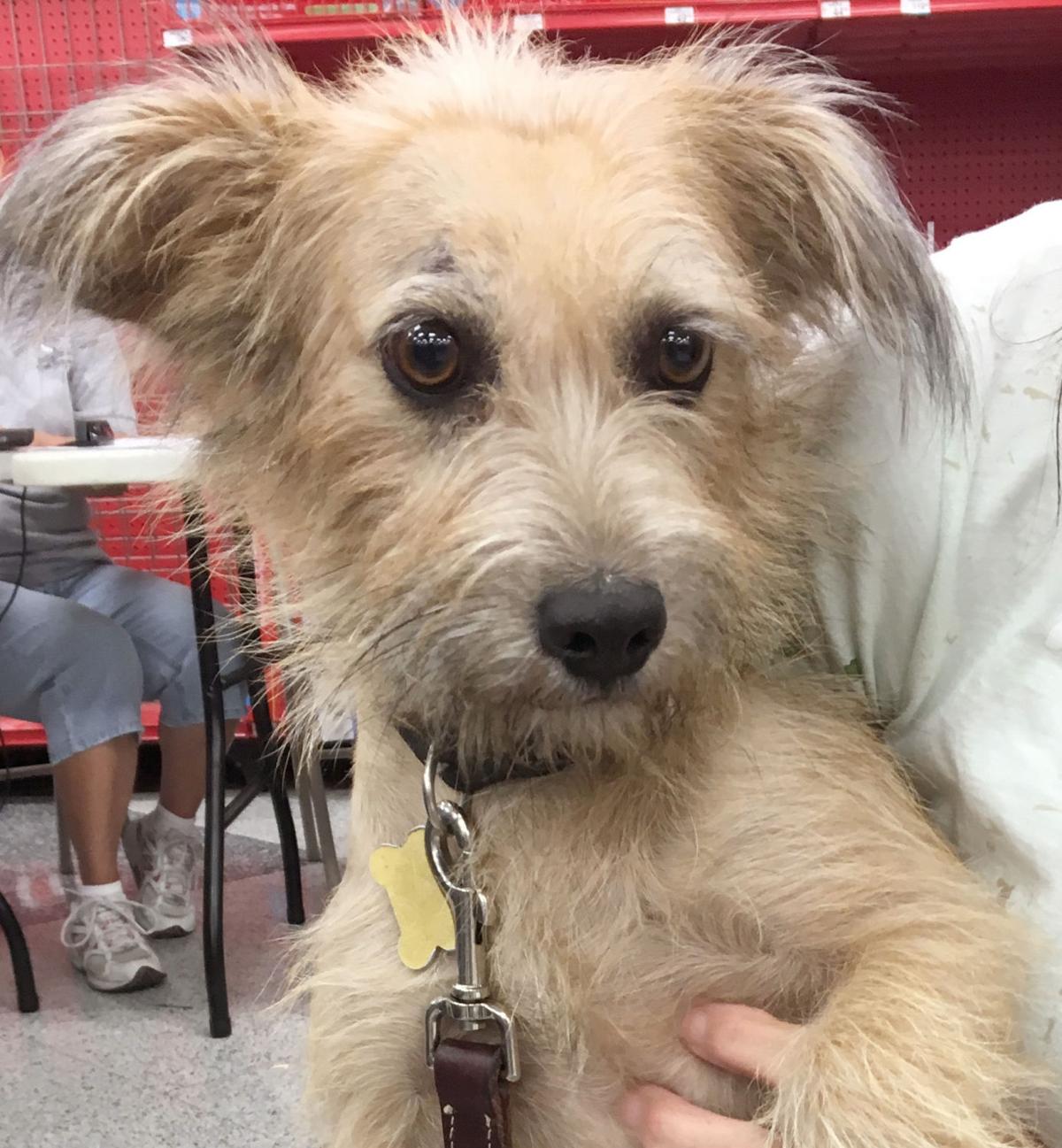 Adopt a friend | Pets | tucson.com