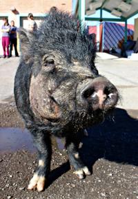 The potbellied pig who found his way (to a new) home