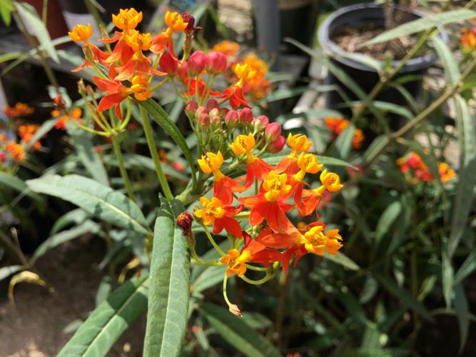 Tohono Chul plant sale