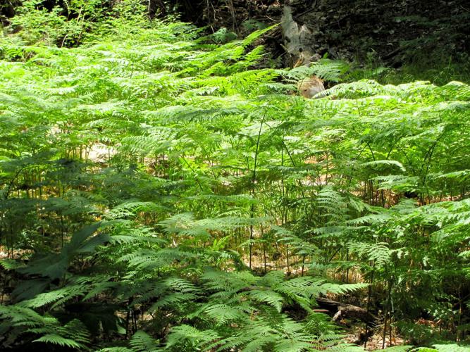 Field of ferns