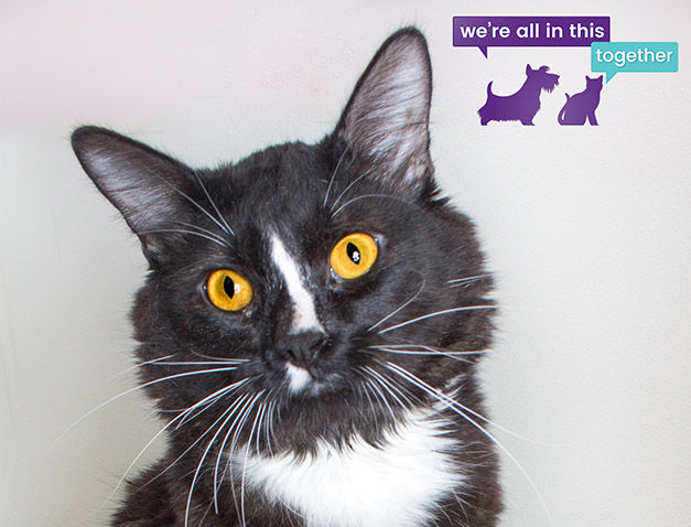 Adopt A Friend: Cash