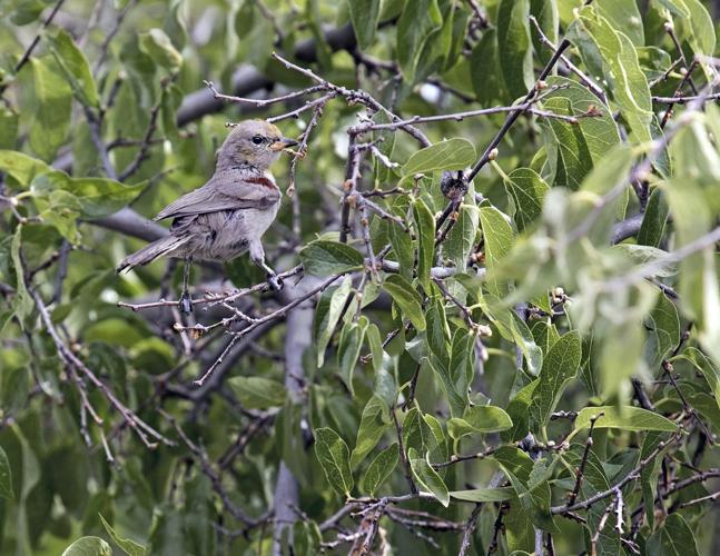 Audubon Society Yard