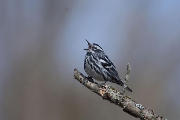 Black-and-white warbler
