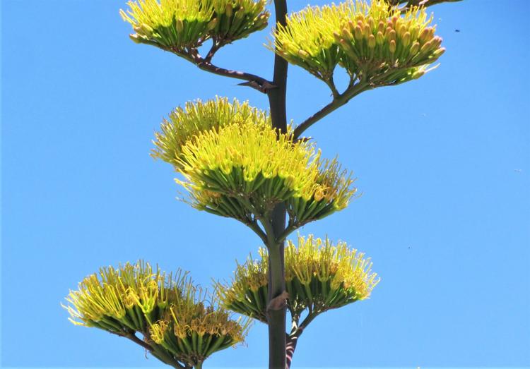 Century plants are in beautiful bloom — but they don't live 100 years