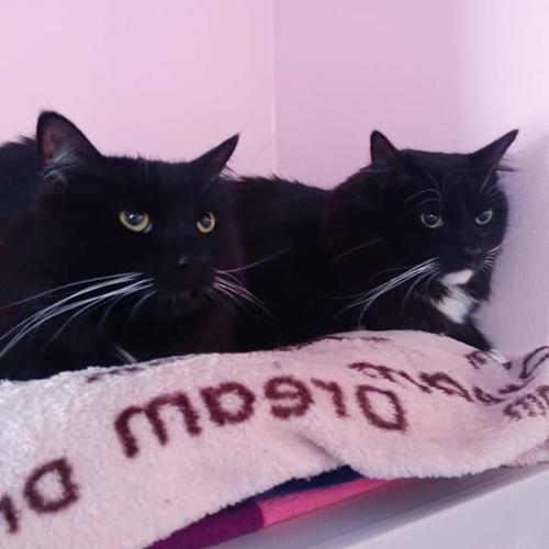 Adopt a friend: Flora and Fauna