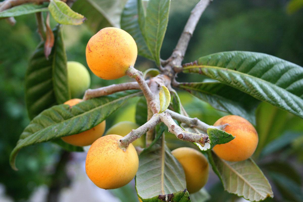 Throwing shade on loquats