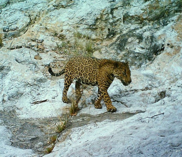 Jaguar in Santa Rita Mountains