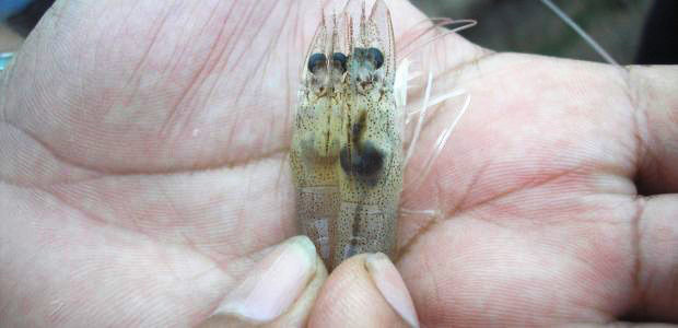 Diseased and healthy shrimp