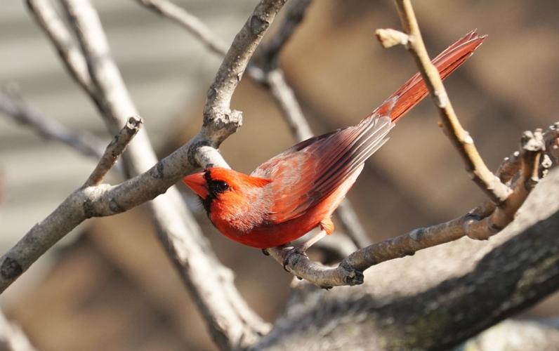 Northern Cardinal ⋆ Tucson Audubon