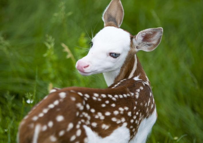 baby pudu deer