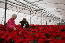 Garden Sage: Poinsettias can be cared for year round