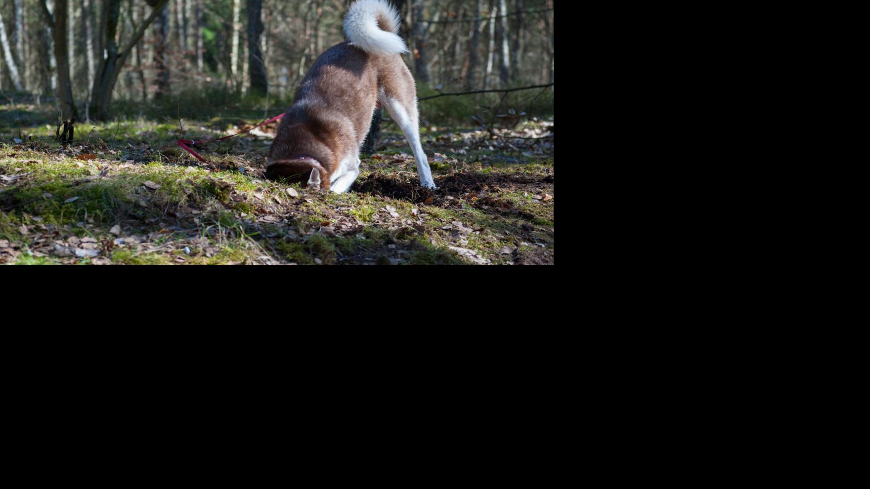 My Pet World How To Deter Dog From Digging Holes In Back Yard