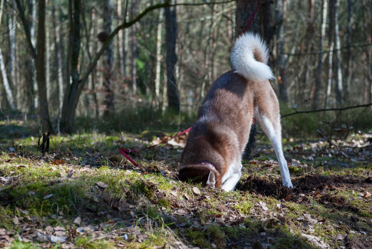 DIGGING
