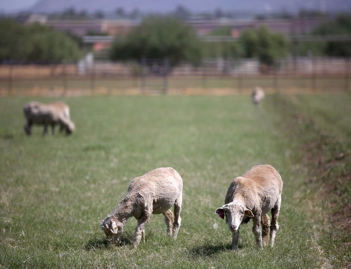 UA Farm