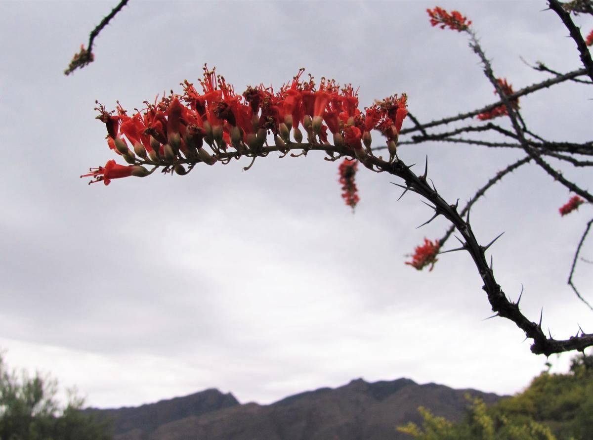 Ocotillo and Catalinas