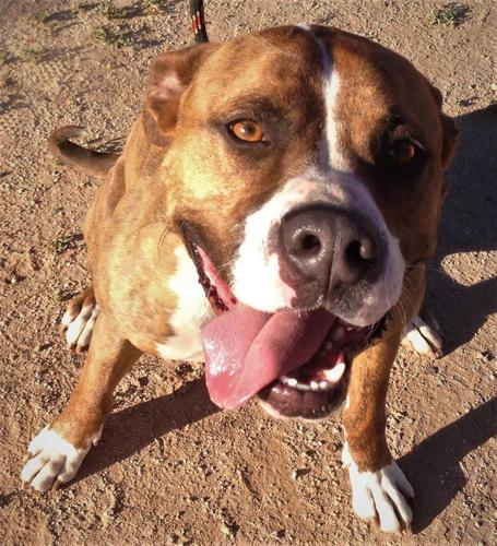 Adopt A Friend: Bailey