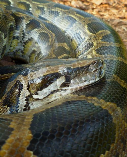 Big-hearted pythons might provide clues for treating humans   