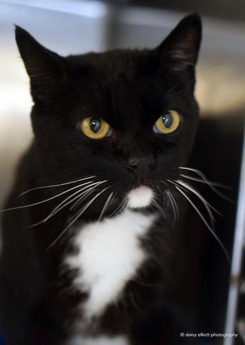 Adopt a friend: Avery