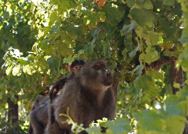 Baboons are gobbling grapes in South Africa's wine areas   