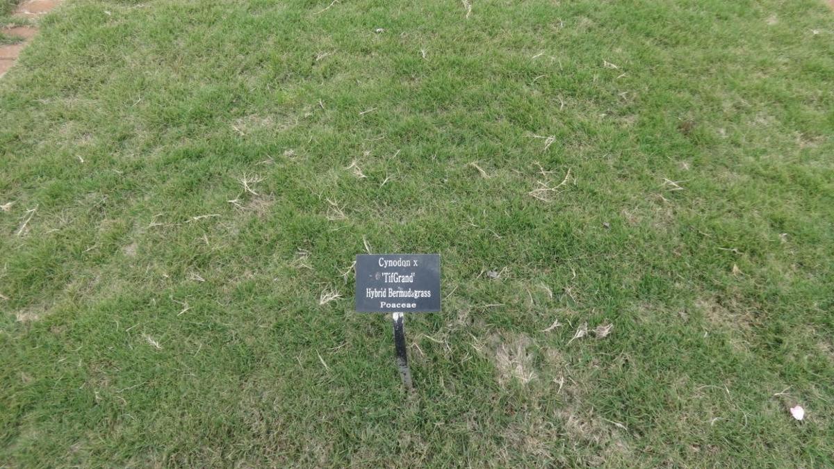 Best Time Of The Year To Plant Grass Seed In Arizona East Valley Land Your Beautiful Outdoor Space Now