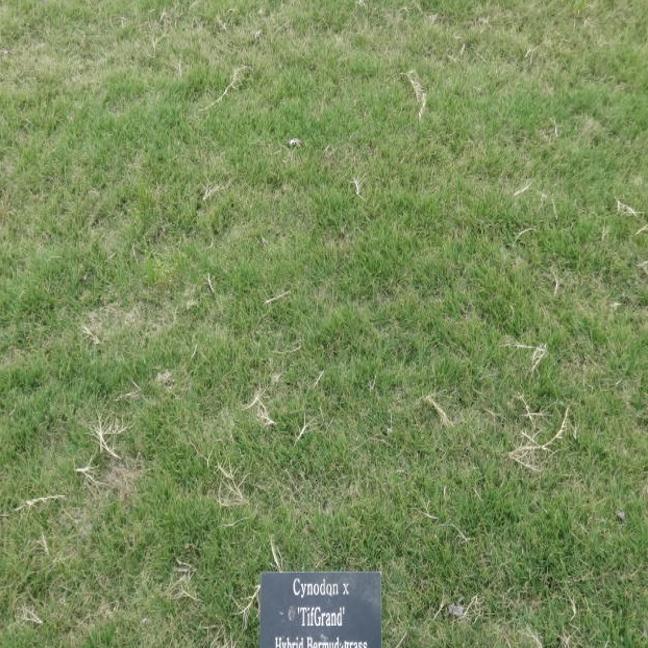 Bermuda Grass Needs Water During Winter Tucson Com