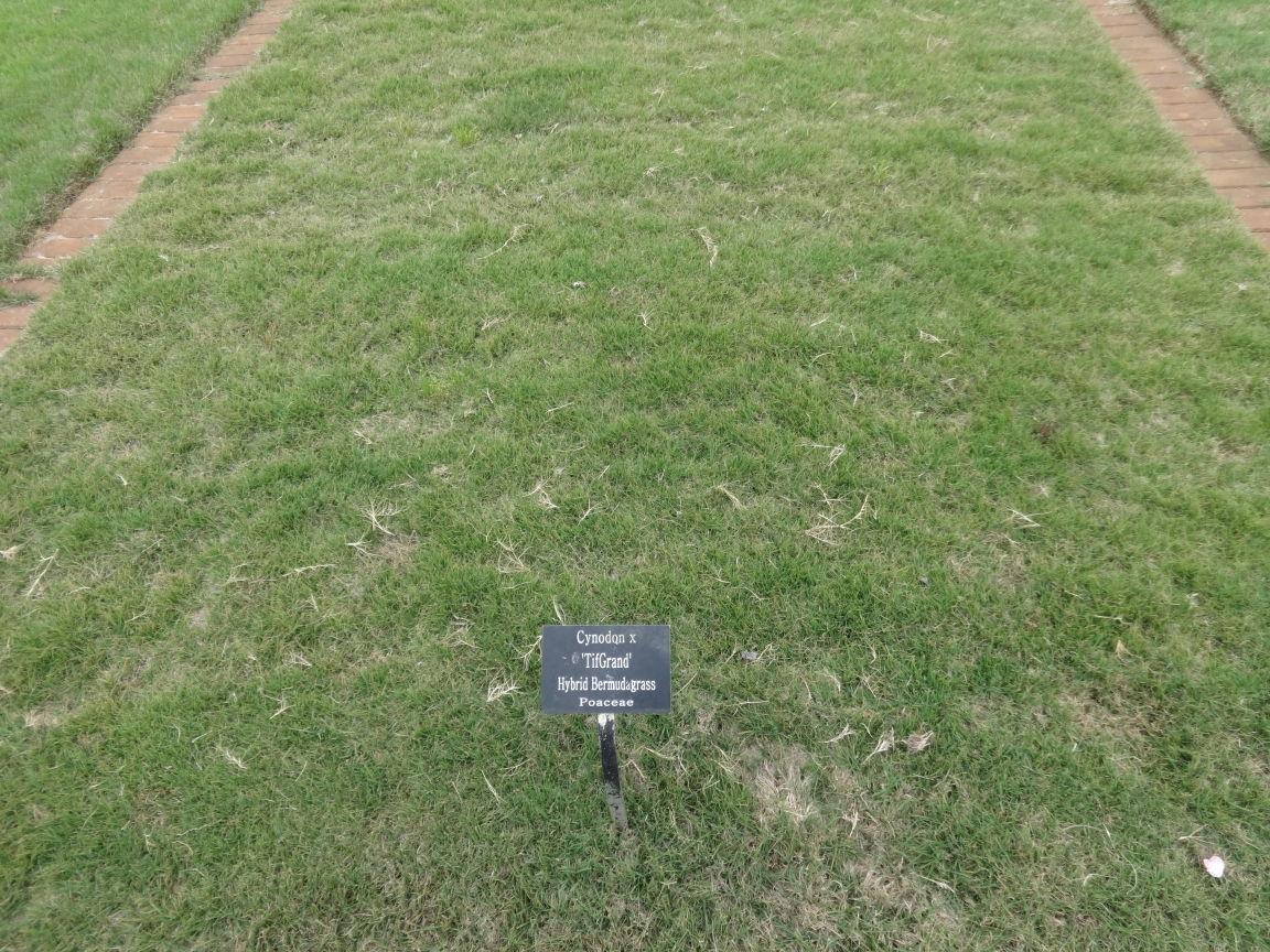 Bermuda grass needs water during winter