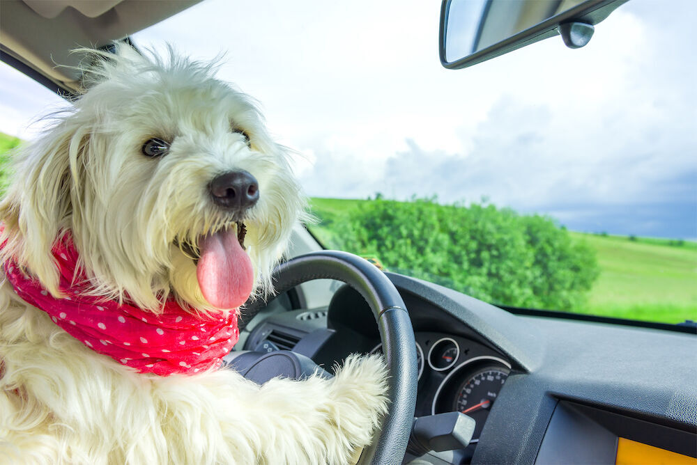 Dog is My Co-Pilot:  Tips for Taking a Road Trip Alone with Your Furkid (image)