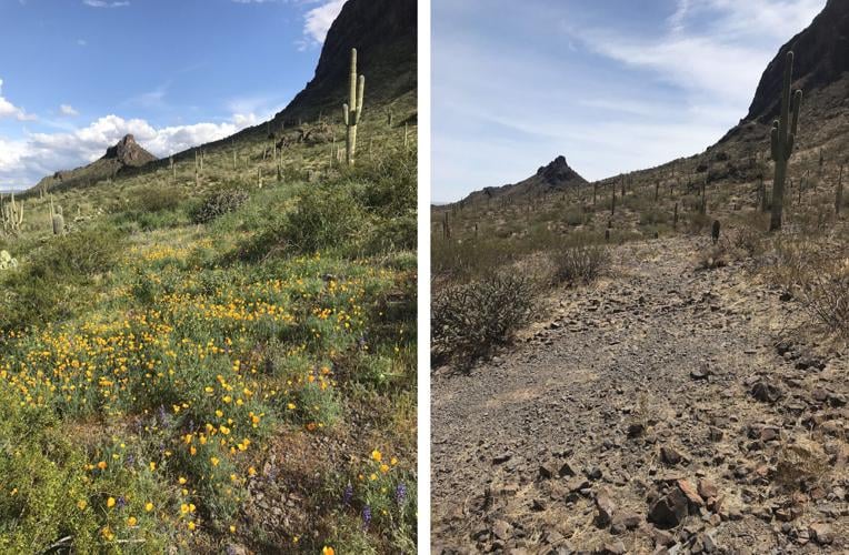 Wildflowers at Picacho Peak State Park