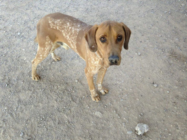 Pima Animal Care Center adoptions