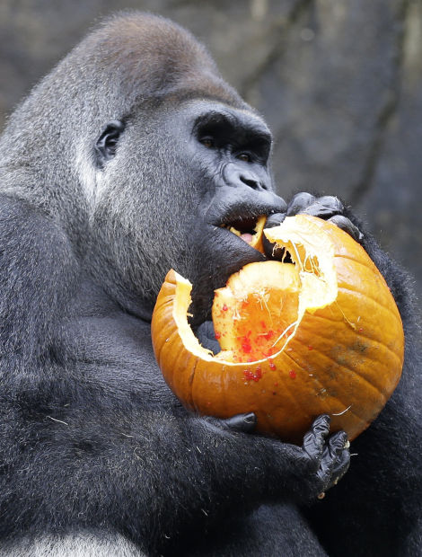 Animal shots of the week