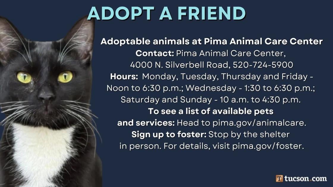Adopt a friend: Local pets up for adoption for August 16