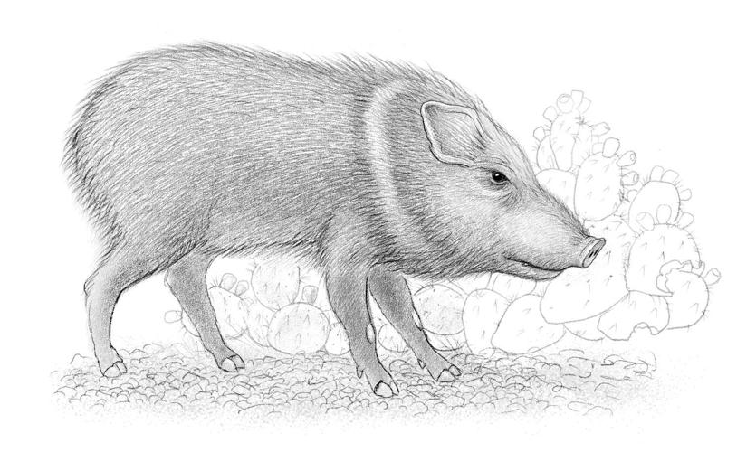 The Sonoran Desert: A Literary Field Guide