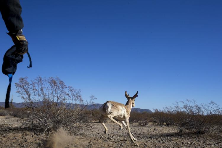 Pronghorn