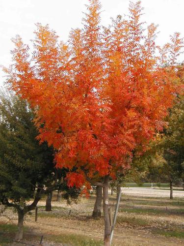 Chinese pistache tree