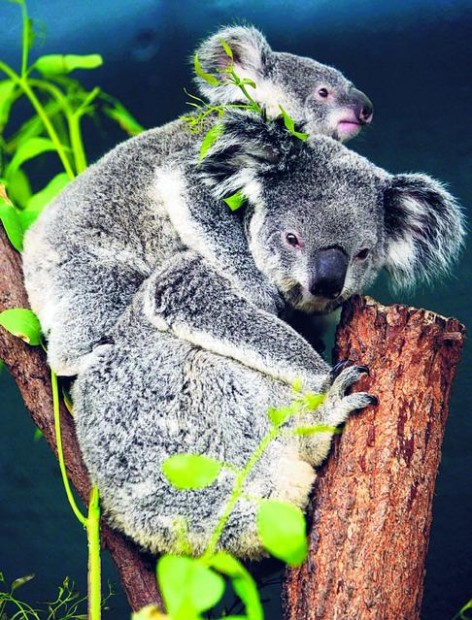 Iconic koala dying from stress-related disease at rapid rate  