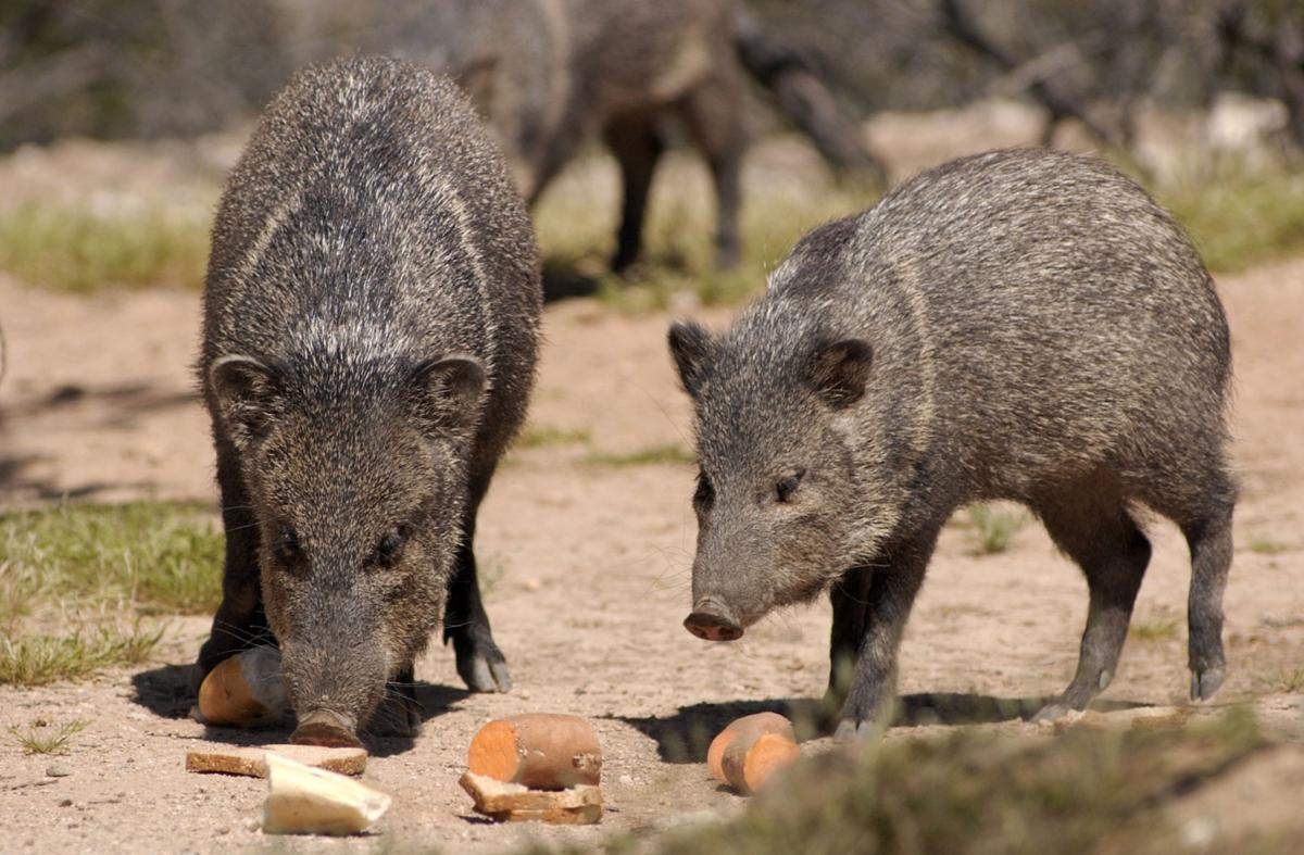 Saturday, August 27 — Take a lesson in javelinas